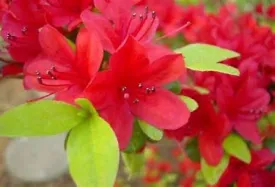 Azalea Rhododendron Wolfpack Red 3g