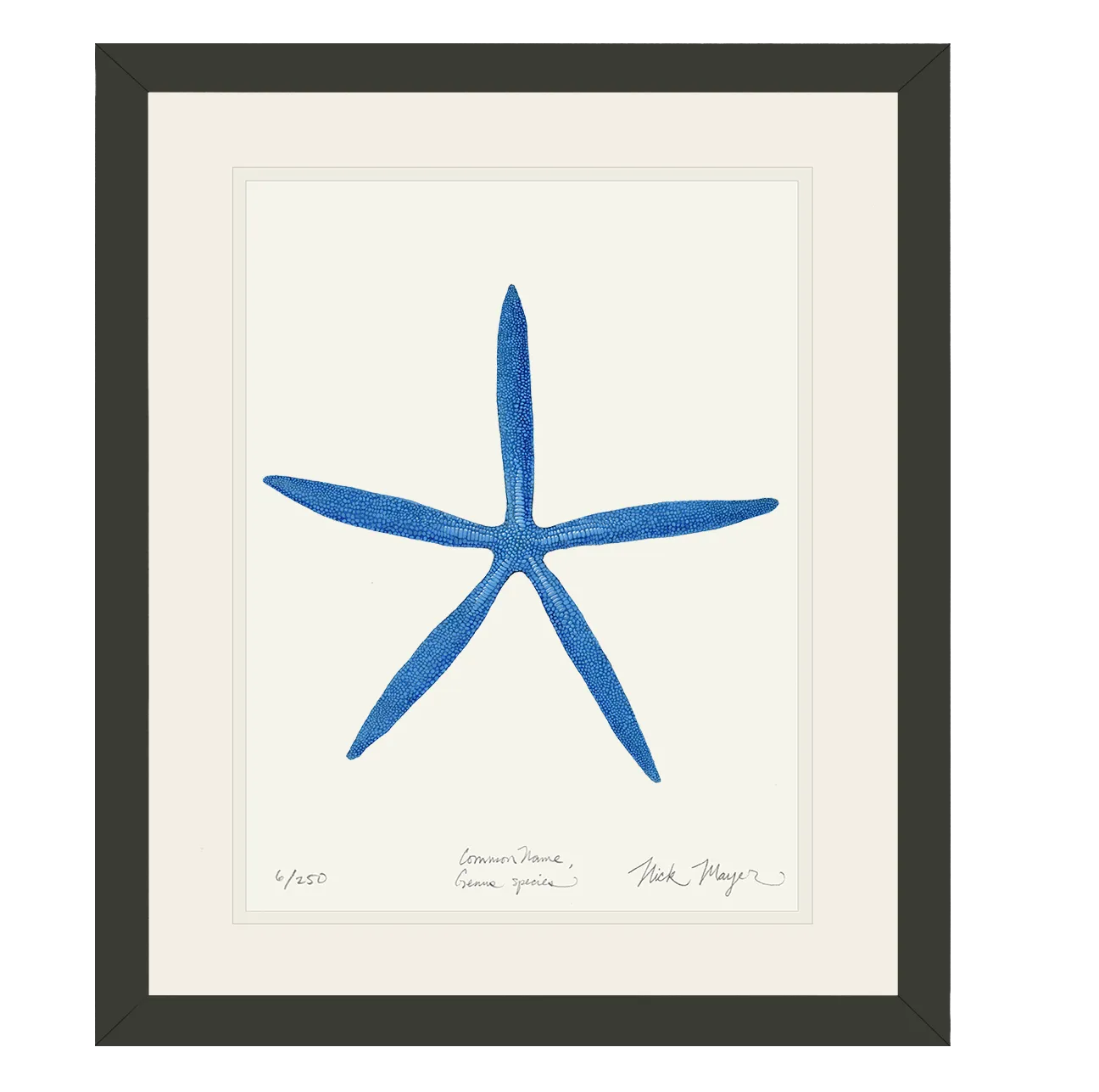 Blue Linckia II Starfish Print