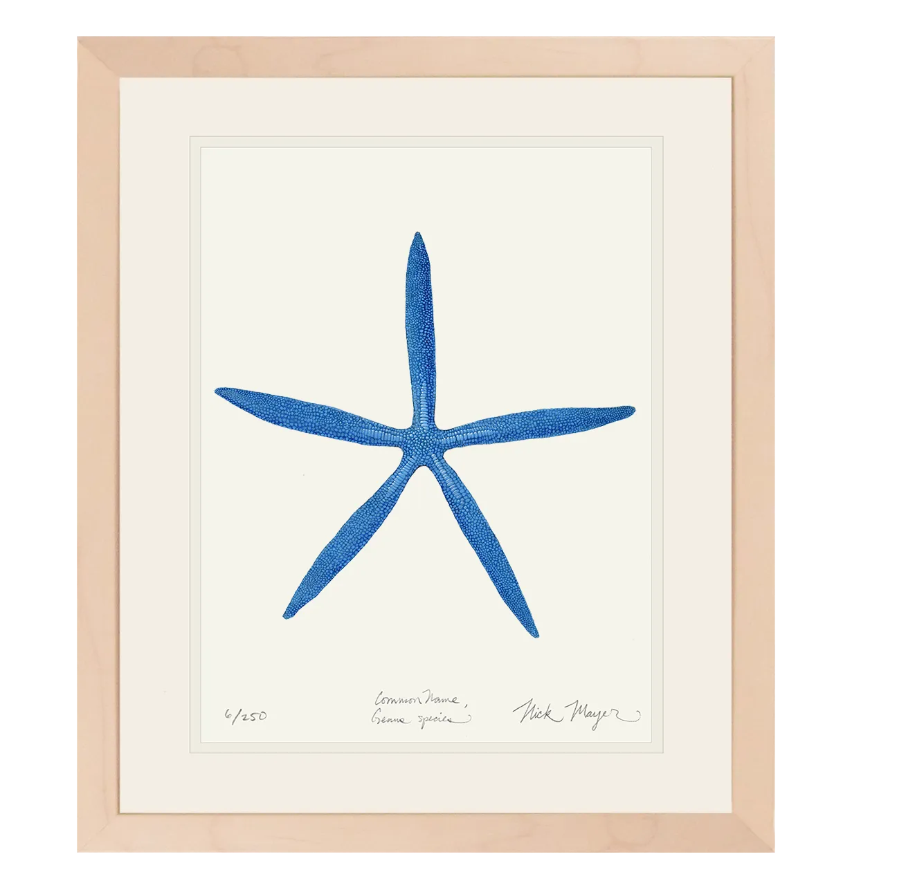 Blue Linckia II Starfish Print