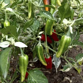 Fish Pepper Seed Pack