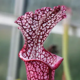 Sarracenia leucophylla - Redneck